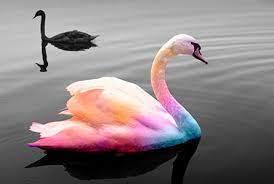 Colorful Swan swimming in water